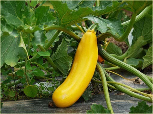 Cukinia żółta Goldena