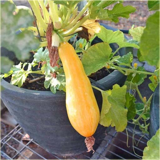 Cukinia żółta Goldena