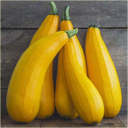 Cukinia żółta Goldena