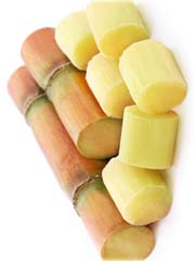 Cukrowiec lekarski, trzcina cukrowa wysoka trawa
