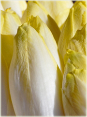 Cykoria belgijska jadalna