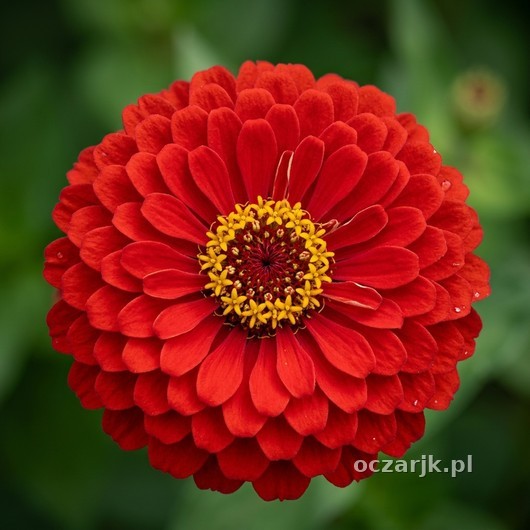 Cynia daliowa Scarlet Flame 3
