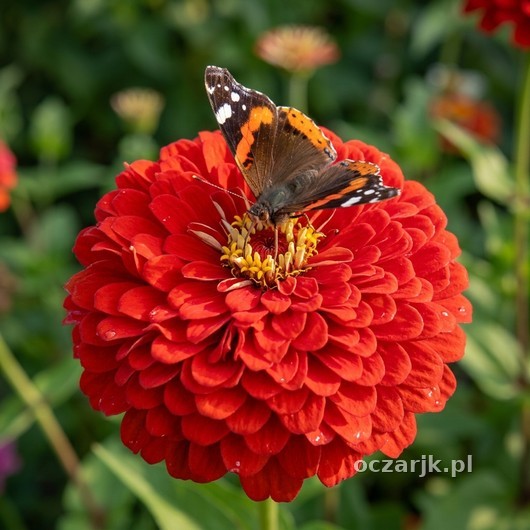 Cynia daliowa Scarlet Flame 6