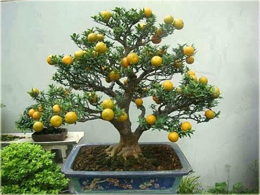 Cytryna, drzewko cytrynowe mini