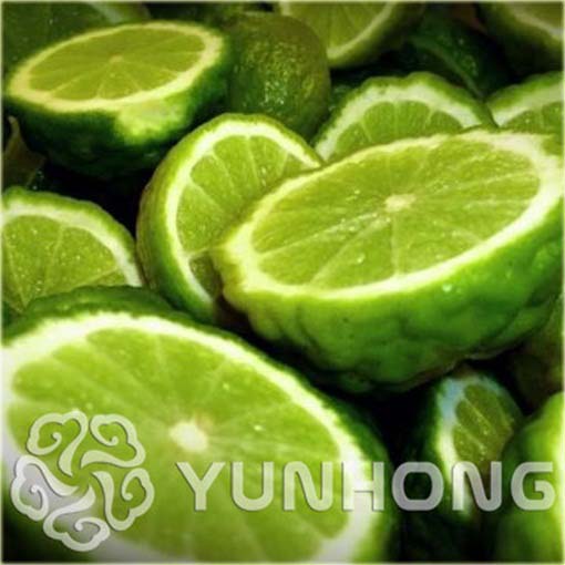 Cytryna karbowana Kaffir Lime