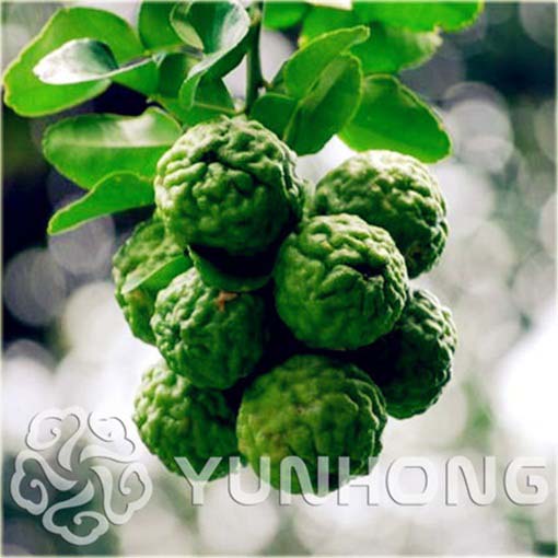 Cytryna karbowana Kaffir Lime