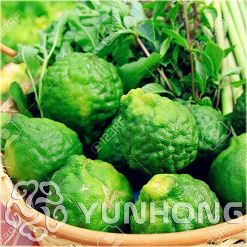 Cytryna karbowana Kaffir Lime