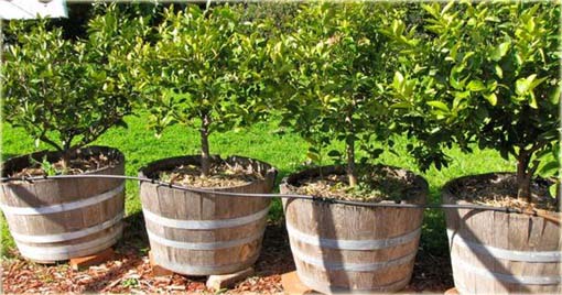 Cytryna karbowana Kaffir Lime