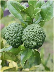 Cytryna karbowana Kaffir Lime