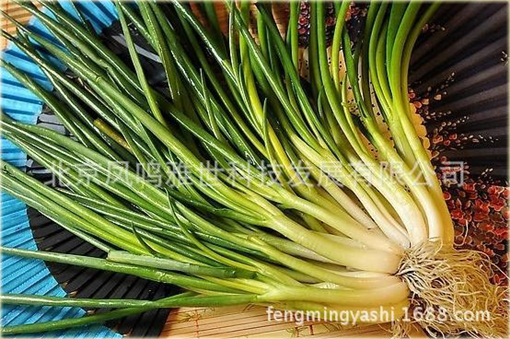 Czosnek askaloński cebula szalotka