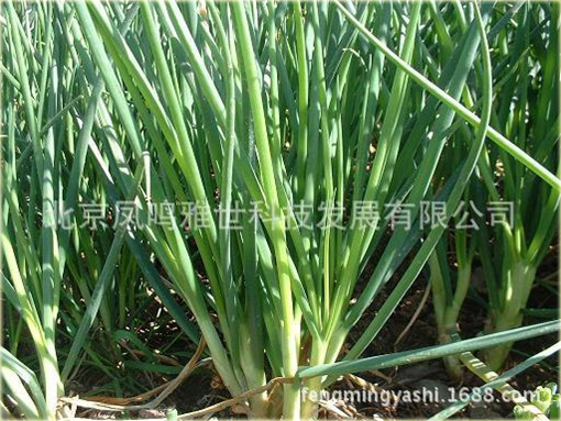 Czosnek askaloński cebula szalotka