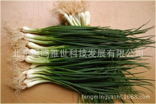 Czosnek askaloński cebula szalotka