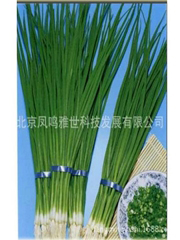 Czosnek askaloński cebula szalotka