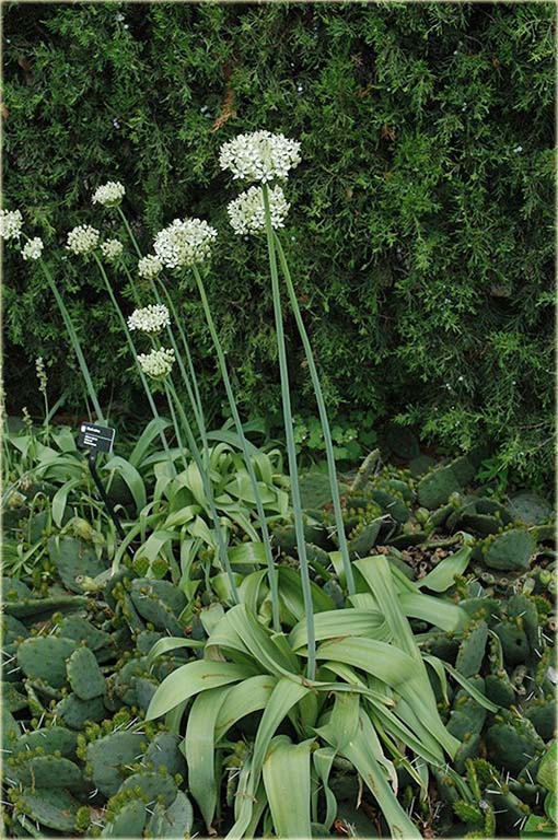 Czosnek czarny Garlic negro