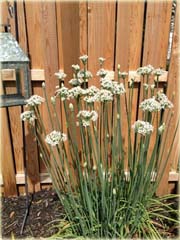 Czosnek czarny Garlic negro
