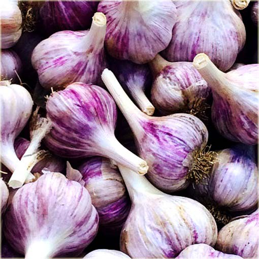 Czosnek fioletowy jadalny naturalny antybiotyk Allium sativum