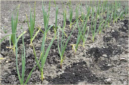 Czosnek fioletowy jadalny naturalny antybiotyk Allium sativum