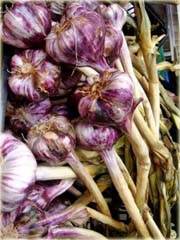 Czosnek fioletowy jadalny naturalny antybiotyk  Allium sativum
