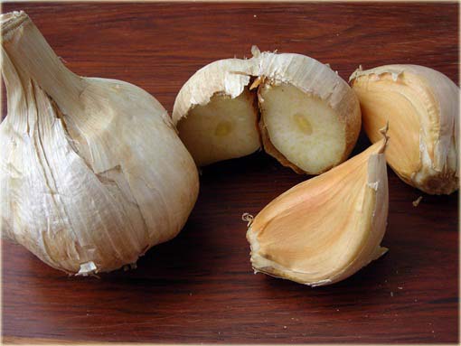 Czosnek gigant Giant Garlic