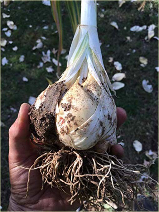 Czosnek gigant Giant Garlic