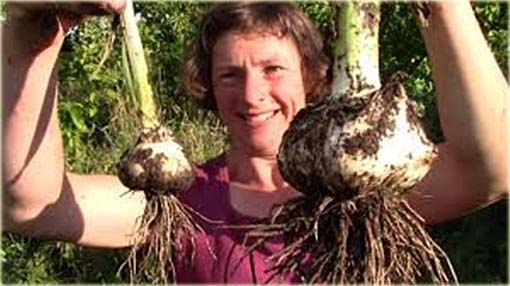 Czosnek gigant Giant Garlic