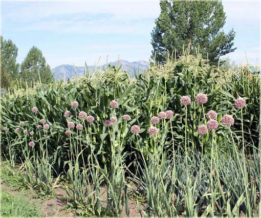 Czosnek gigant Giant Garlic