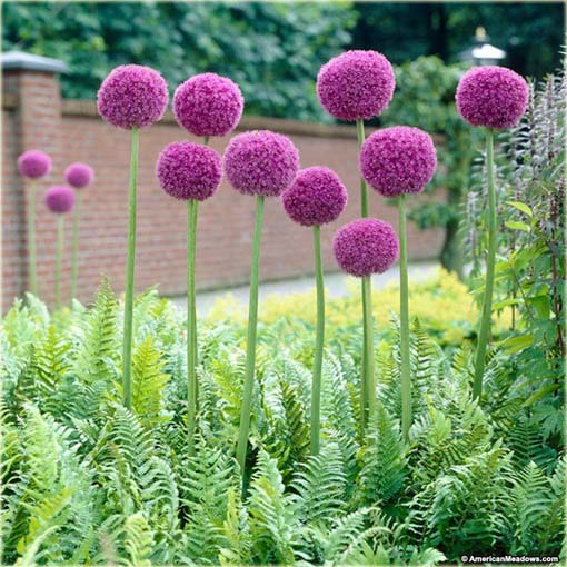 Czosnek olbrzymi ozdobny fioletowy Allium giganteum