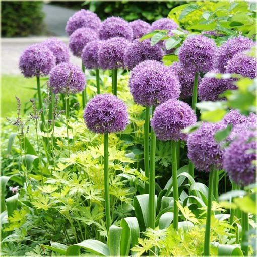 Czosnek olbrzymi ozdobny fioletowy Allium giganteum