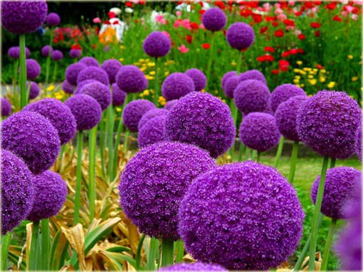 Czosnek olbrzymi ozdobny fioletowy Allium giganteum