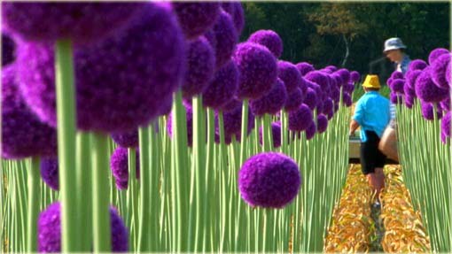 Czosnek olbrzymi ozdobny fioletowy Allium giganteum