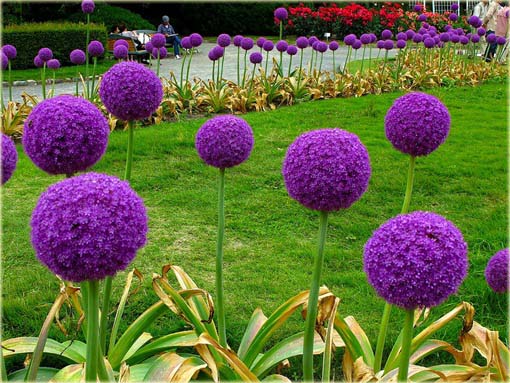 Czosnek olbrzymi ozdobny fioletowy Allium giganteum