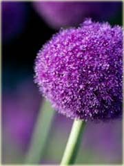 Czosnek olbrzymi ozdobny fioletowy Allium giganteum
