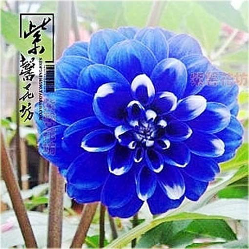 Dalia biało-niebieska, georginia