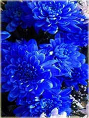 Dalia biało-niebieska, georginia
