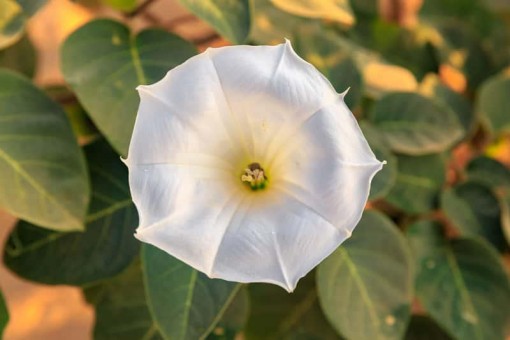 Nasiona Bieluń datura biała, Datura stramonium, Bieluń dziędzierzawa, Brugmansia Arborea Alba