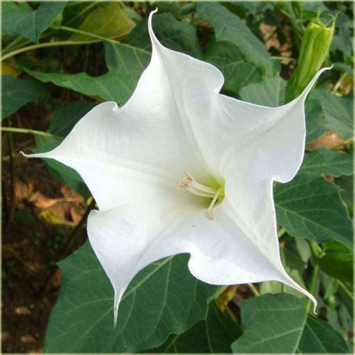 Datura biała