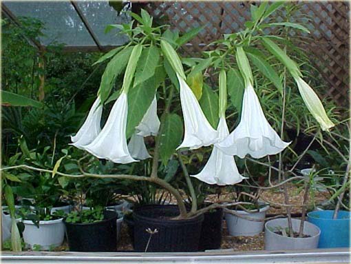 Datura biała