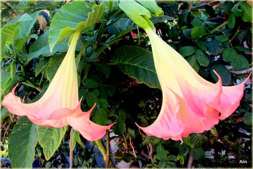 Datura różowa