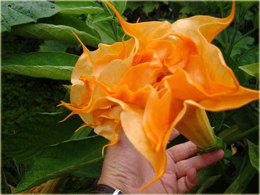 Datura pomarańczowa, anielska trąba, bieluń dziędzierzawa