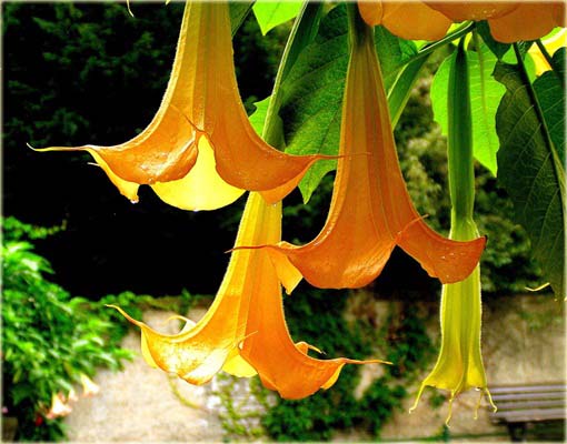 Datura pomarańczowa, anielska trąba, bieluń dziędzierzawa