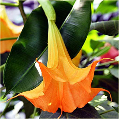 Datura pomarańczowa, anielska trąba, bieluń dziędzierzawa