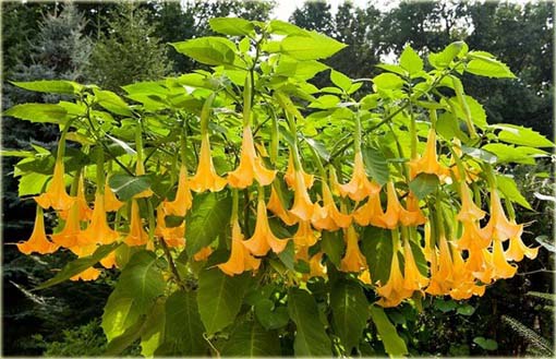 Datura pomarańczowa, anielska trąba, bieluń dziędzierzawa