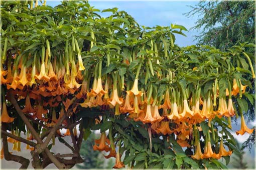 Datura pomarańczowa, anielska trąba, bieluń dziędzierzawa