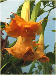 Datura pomarańczowa, anielska trąba, bieluń dziędzierzawa
