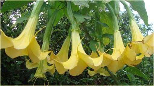 Datura żółta, anielska trąba, bieluń dziędzierzawa