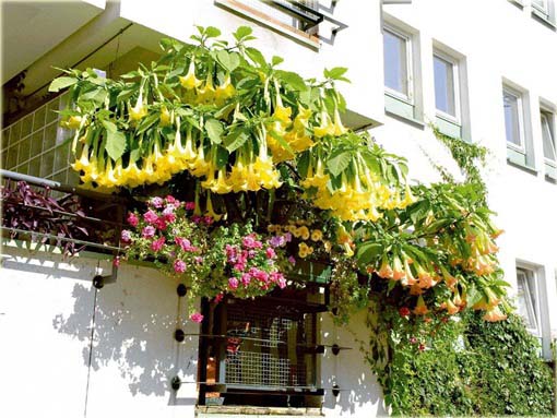 Datura żółta, anielska trąba, bieluń dziędzierzawa