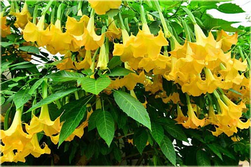 Datura żółta, anielska trąba, bieluń dziędzierzawa