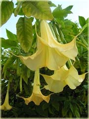 Datura żółta, anielska trąba, bieluń dziędzierzawa
