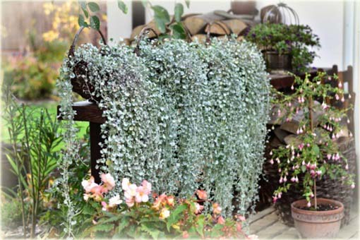 Dichondria srebrzysta wisząca