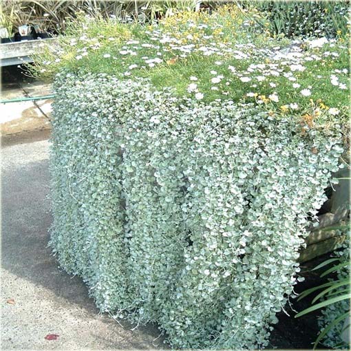 Dichondria srebrzysta wisząca